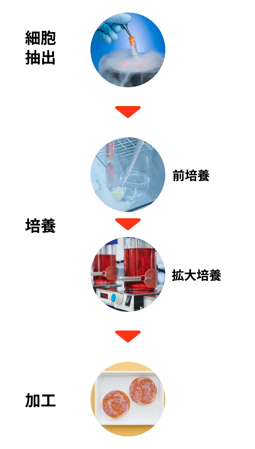 培養フロー