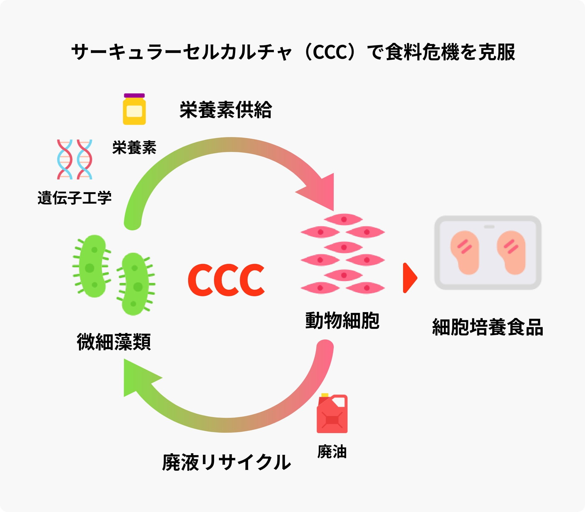 サーキュラーセルカルチャ(CCC)で食料危機を克服